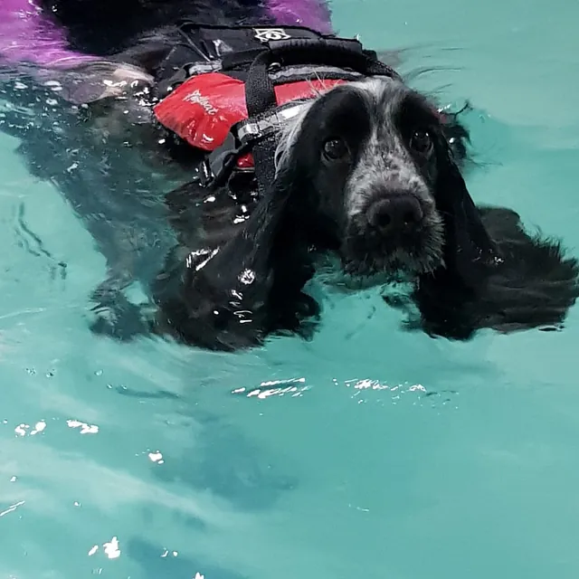 dog hydrotherapy