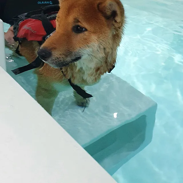 dog hydrotherapy