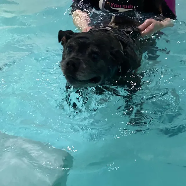 dog hydrotherapy