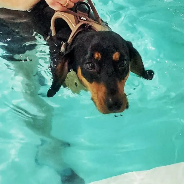 dog hydrotherapy