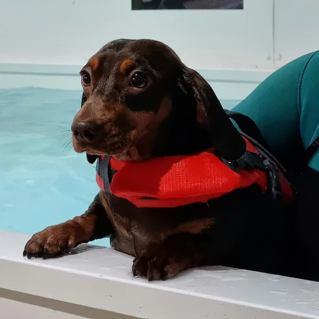 dog hydrotherapy