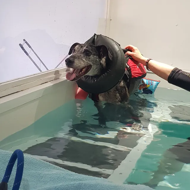 Hydrotherapy for dogs