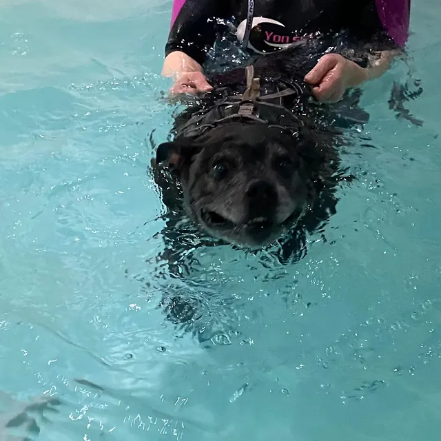 dog hydrotherapy