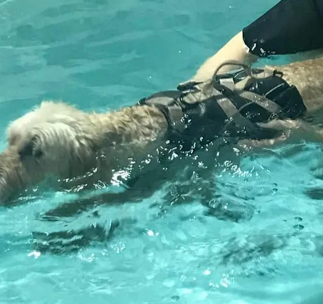 dog hydrotherapy