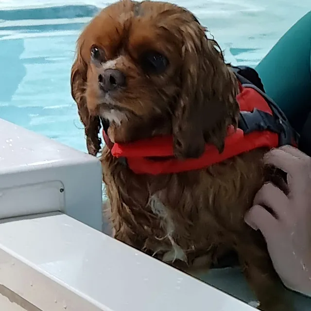 dog hydrotherapy