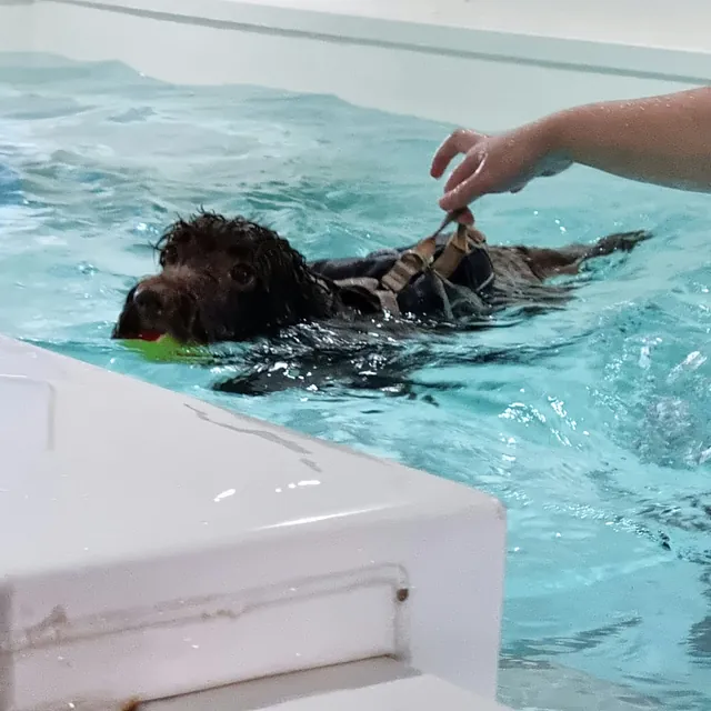 dog hydrotherapy