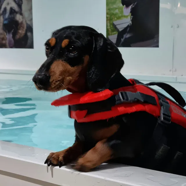 dog hydrotherapy