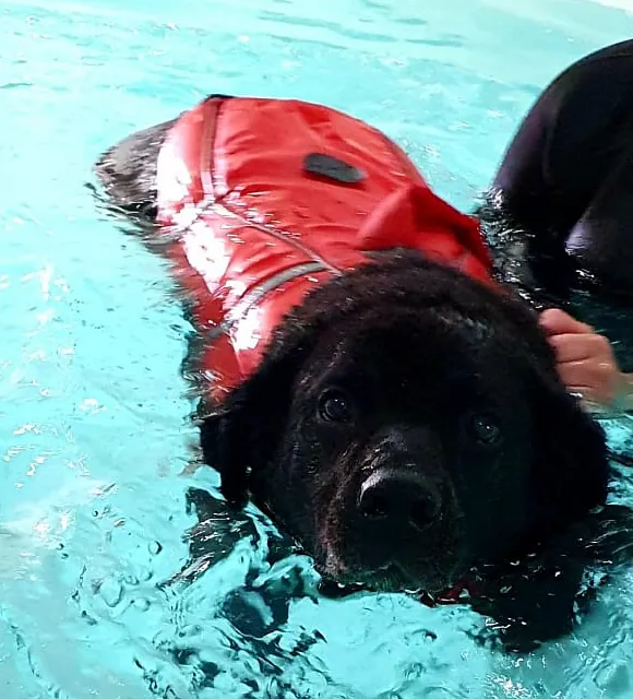 dog hydrotherapy