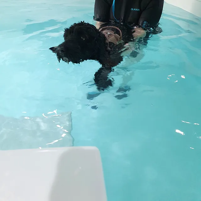 dog hydrotherapy