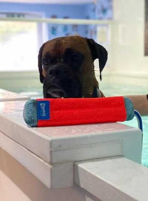 dog hydrotherapy