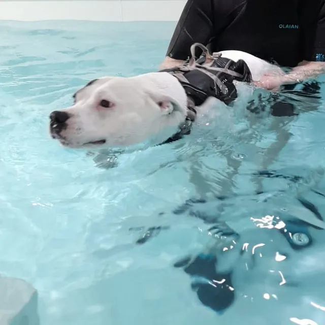 dog hydrotherapy