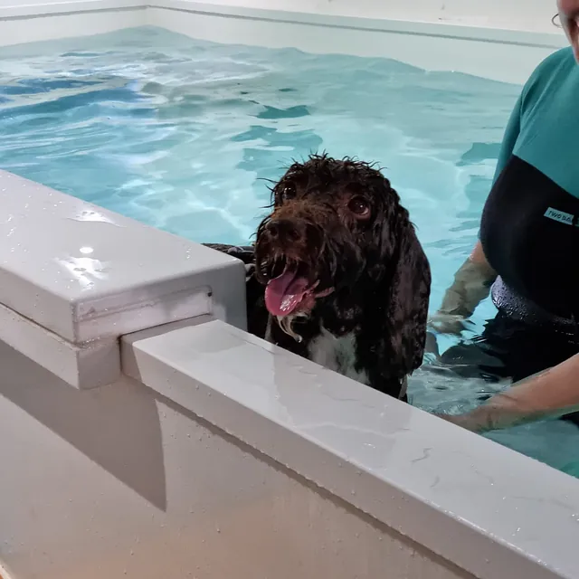 dog hydrotherapy