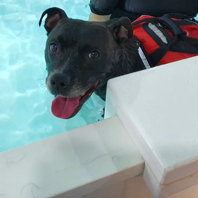 dog hydrotherapy