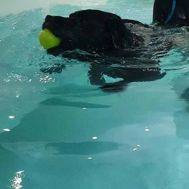 dog hydrotherapy