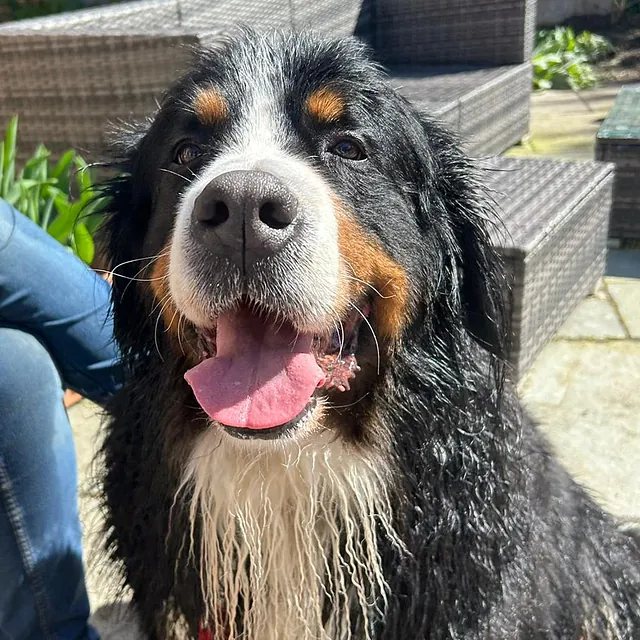 dog hydrotherapy