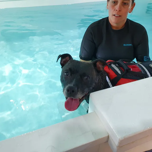 dog hydrotherapy