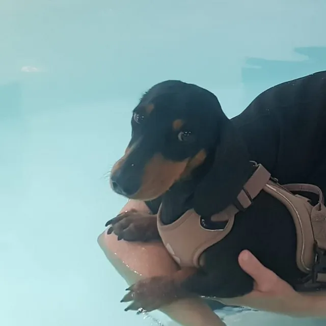 dog hydrotherapy