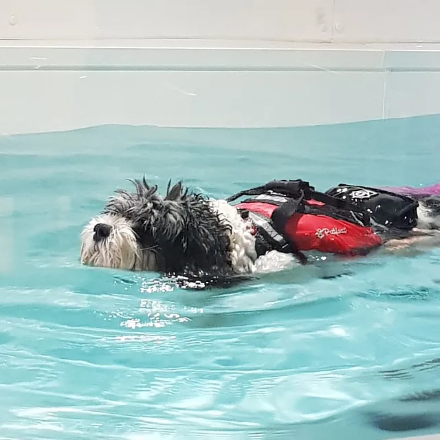 dog hydrotherapy