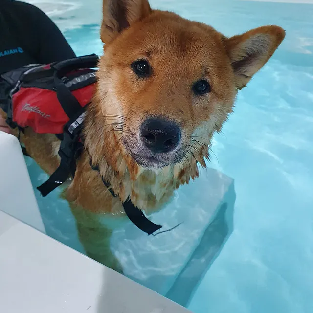 dog hydrotherapy