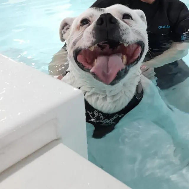 dog hydrotherapy